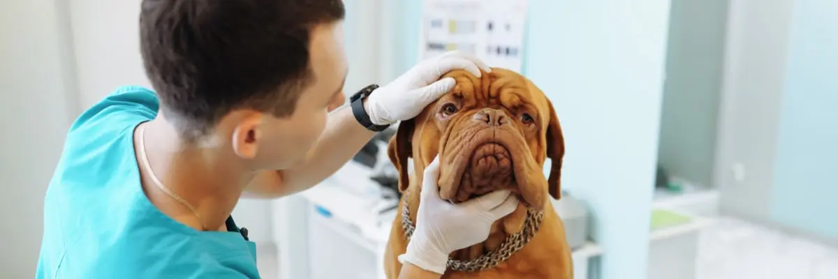 Anaesthesia  The Role Of Veterinary Nurses.webp