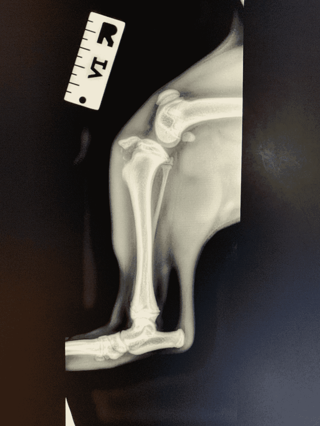 new-fred-tibia-before.png