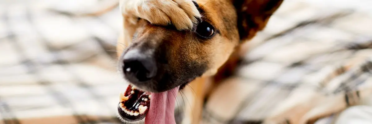 Canine Body Language – Why Is It So Important_.webp
