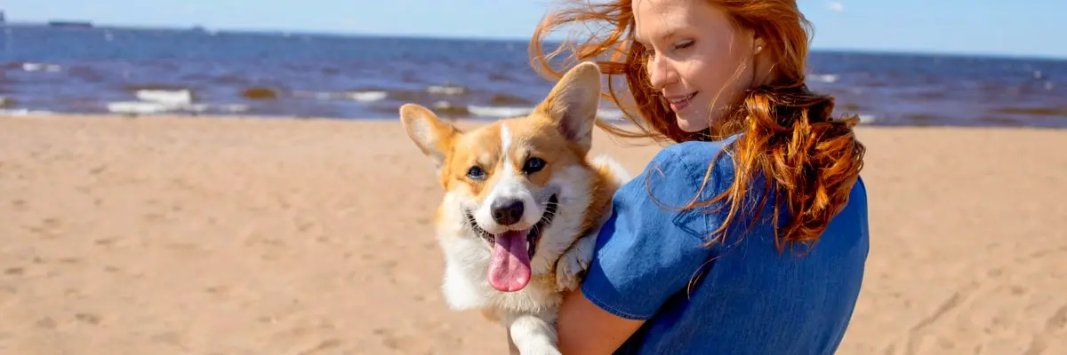 dog groom vet.webp