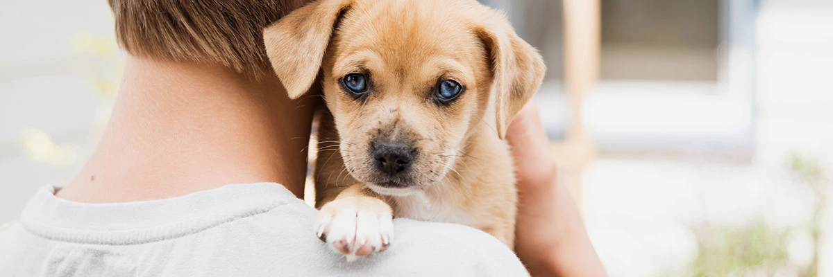 5 Tips for Taking Care of Your New Dog.webp