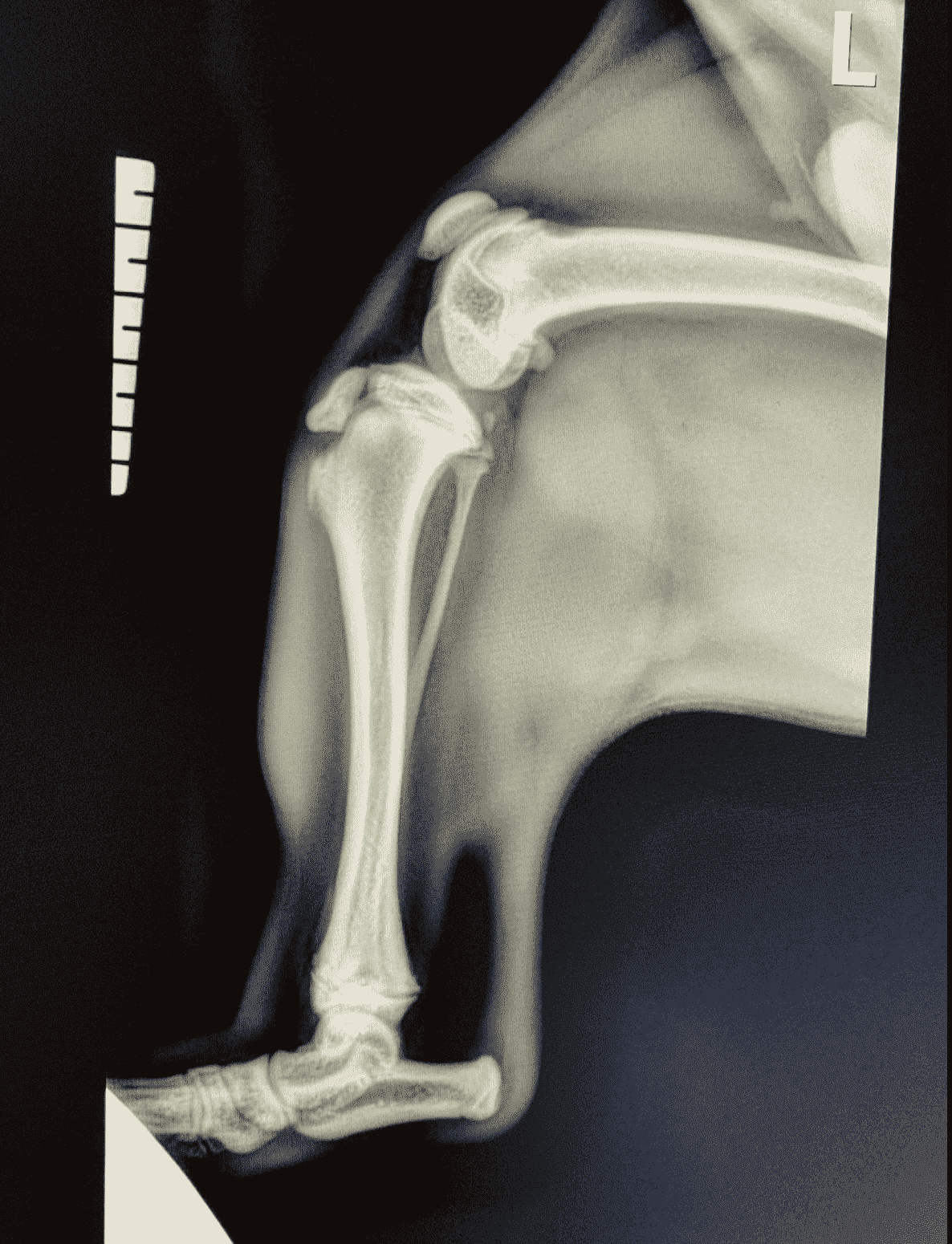 new-oca-tibia-fred-dog.png