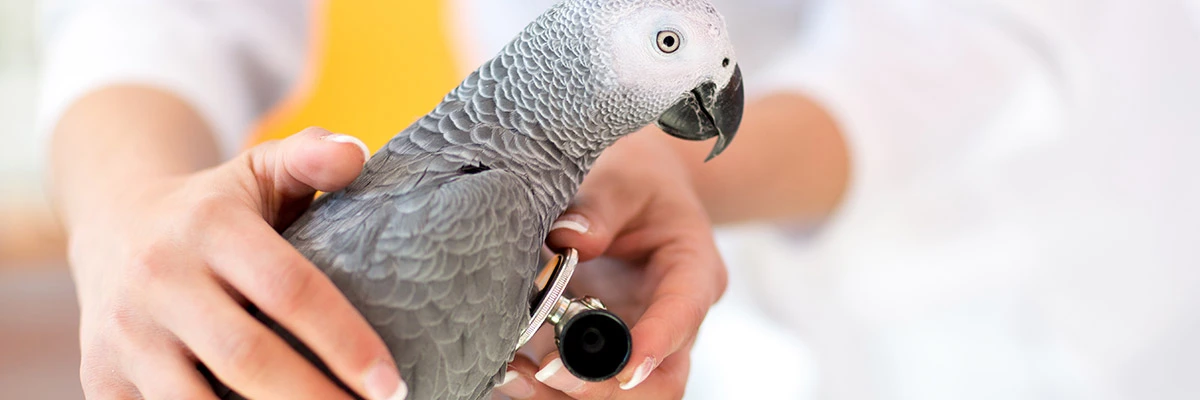 Vet Assistance Pet care.webp