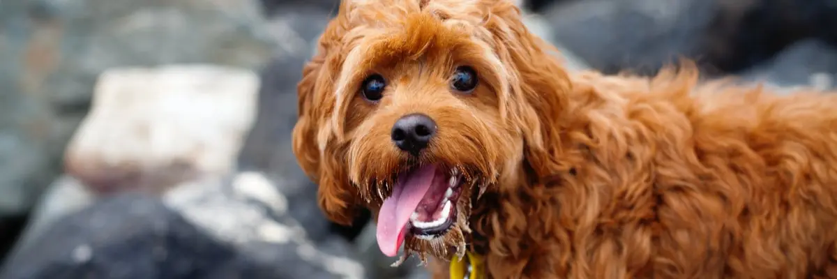 Inside The Veterinary Clinic With Dr Mark!.webp