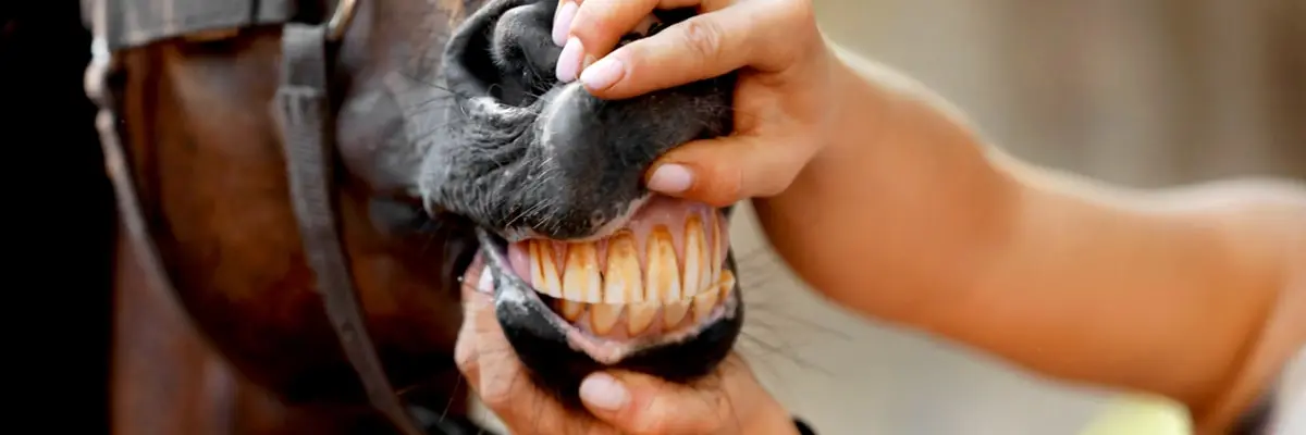 oca-vet-nurse horse.webp